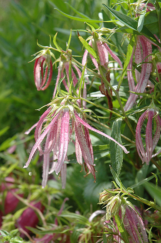 Campanula 'Pink Octopus'