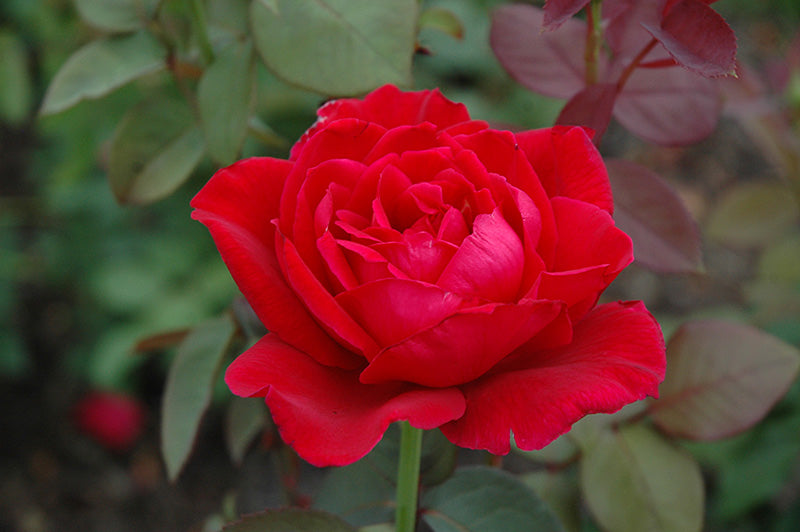 Rosa 'Mister Lincoln'