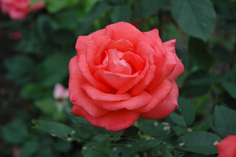 Rosa 'Tropicana'