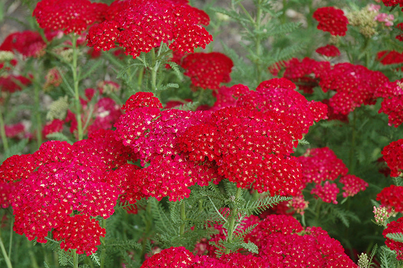 Achillea 'Pomegranate'