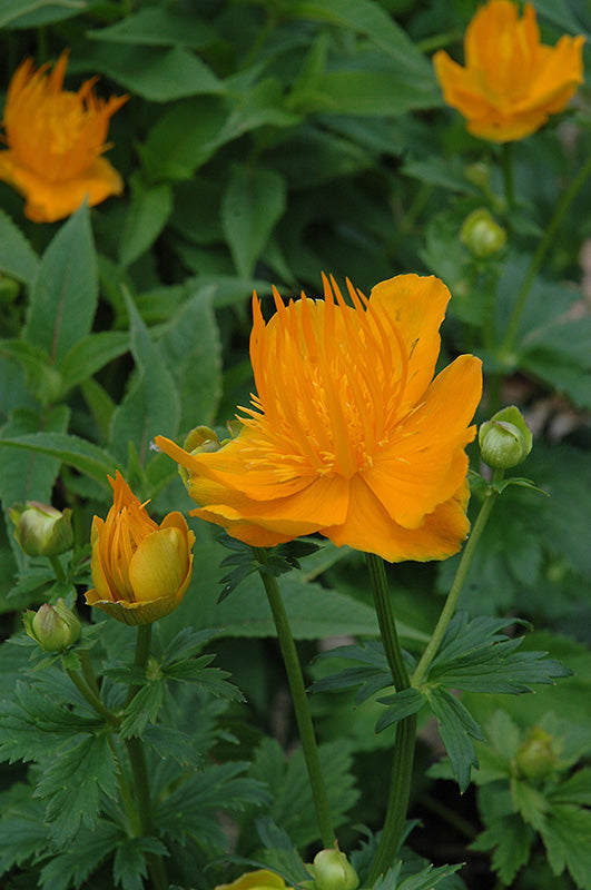 Trollius chinensis 'Golden Queen'