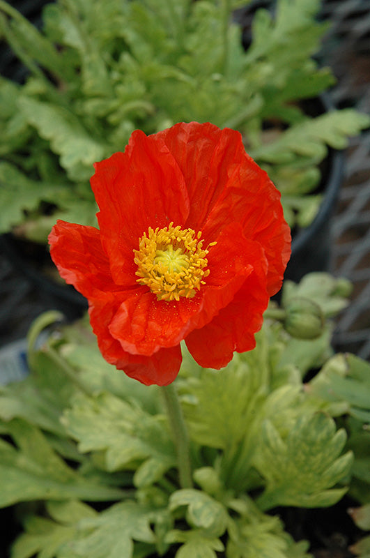 Papaver nudicaule 'Garden Gnome'