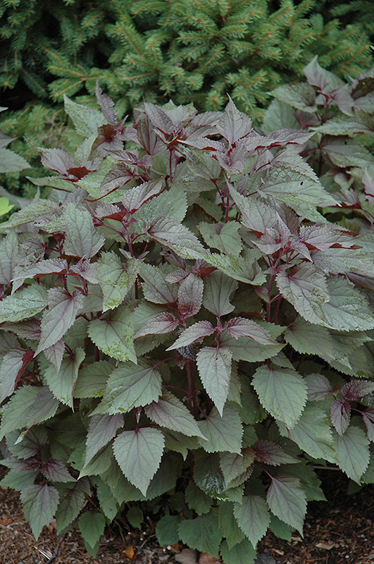 Eupatorium 'Chocolate Snake Root'