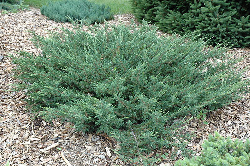 Juniperus communis 'Alpine Carpet'