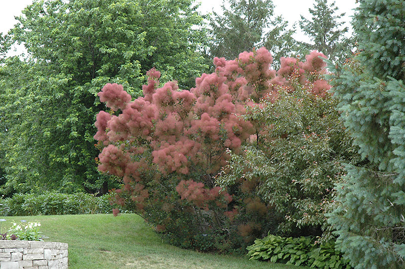 Cotinus coggygria 'Royal Purple'