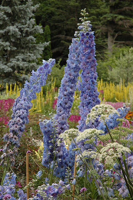 Delphinium 'Blue Lace'