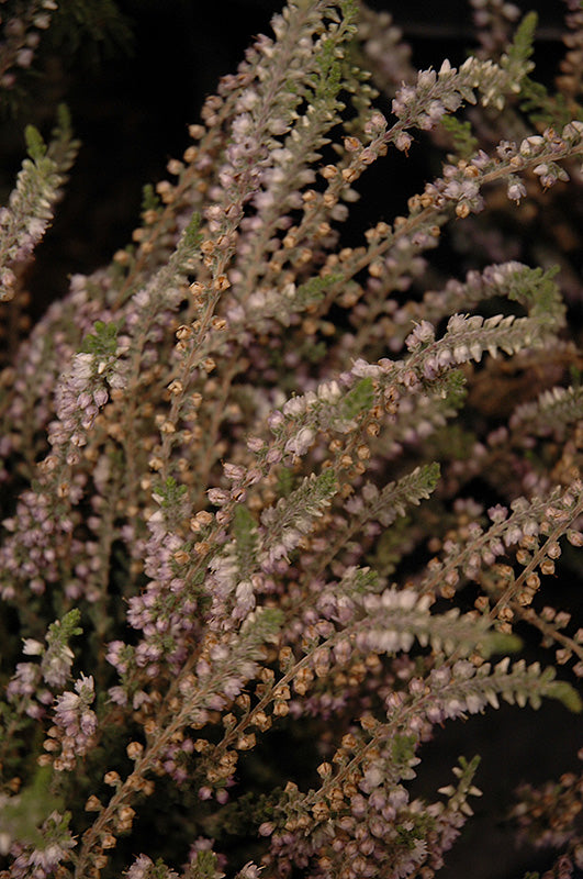 Calluna vulgaris 'Silver Knight'