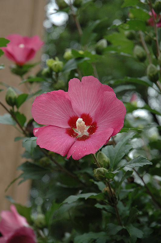 Hibiscus syriacus 'Woodbridge'