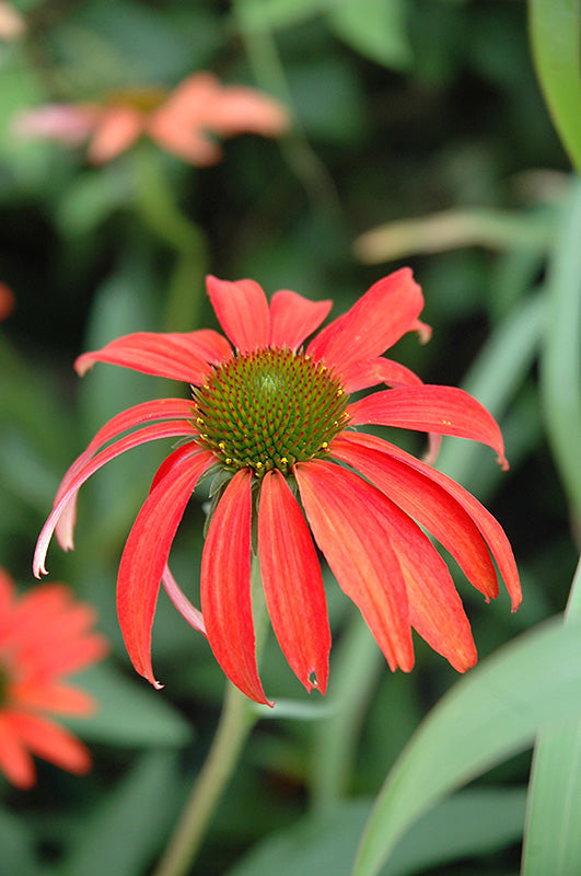 Echinacea 'Tomato Soup'