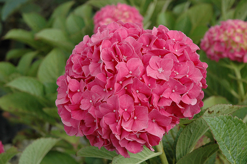 Hydrangea macrophylla 'Glowing Embers'