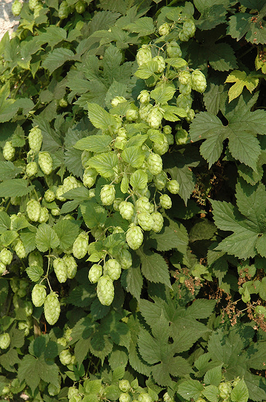 Humulus lupulus 'Nugget'