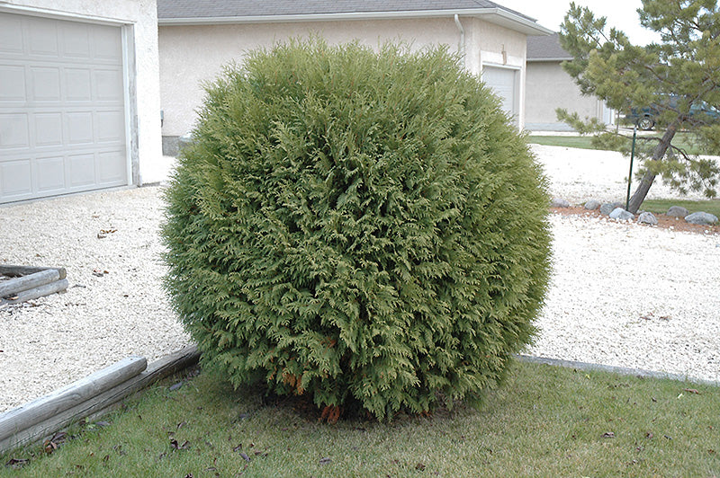 Thuja occidentalis 'Woodwardii'