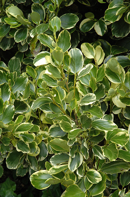 Griselinia littoralis 'Variegata'