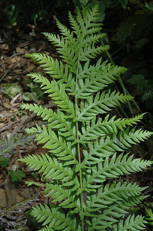 Woodwardia fimbriata