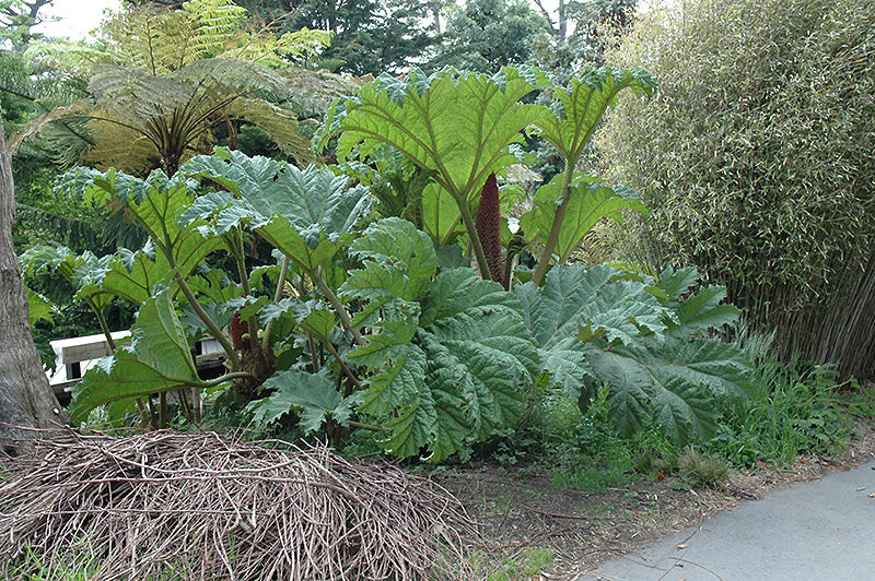 Gunnera tinctoria