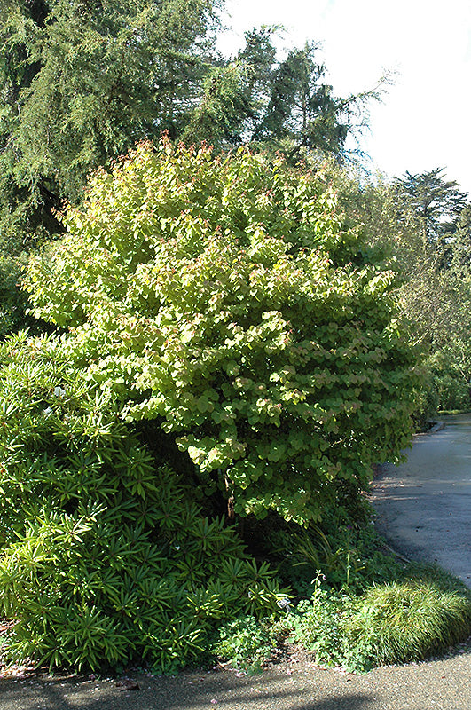Cercidiphyllum jap 'Heronswood Globe'