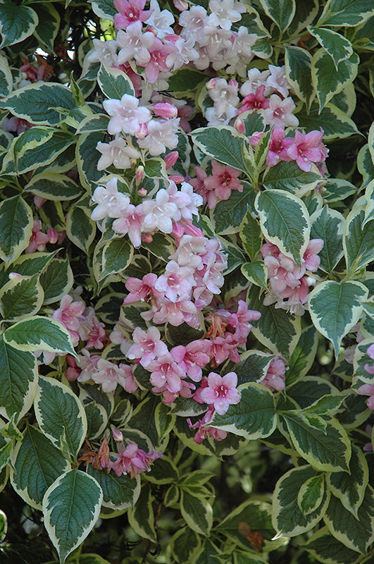 Weigela florida 'Variegata'