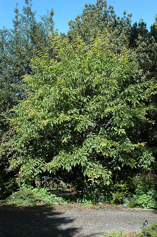 Acer davidii