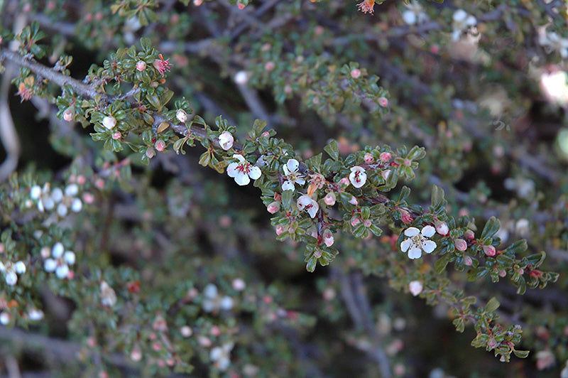 Cotoneaster microphyllus thymifolius