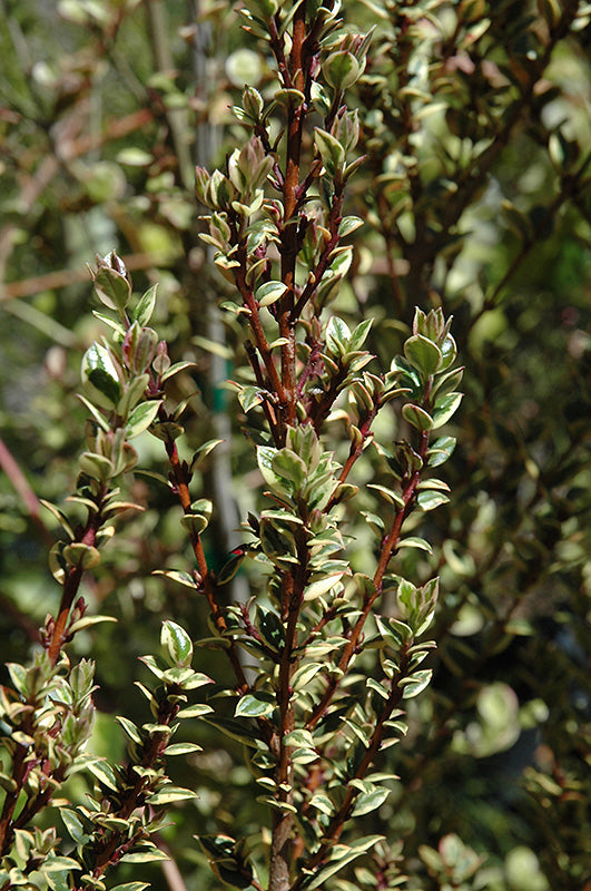 Luma apiculata 'Glanleam Gold'