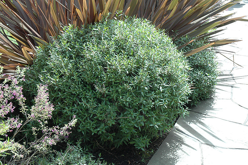 Ceanothus p. 'Marie Simon'
