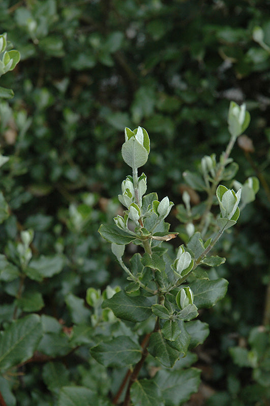 Garrya elliptica 'James Roof'