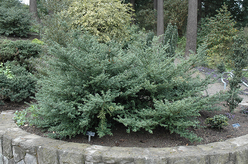 Ilex crenata 'Convexa'