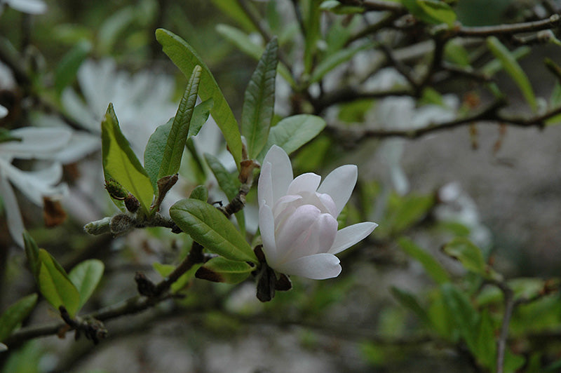 Magnolia stellata 'Pink Star'