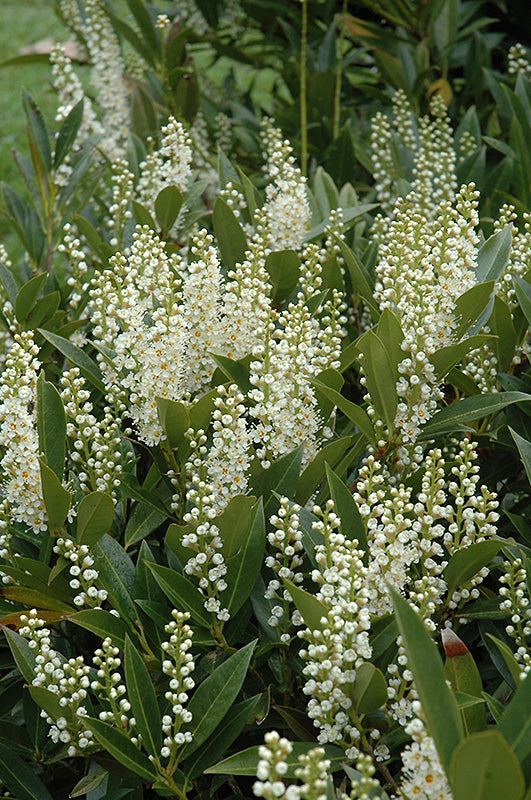 Prunus laurocerasus 'Otto Luyken'