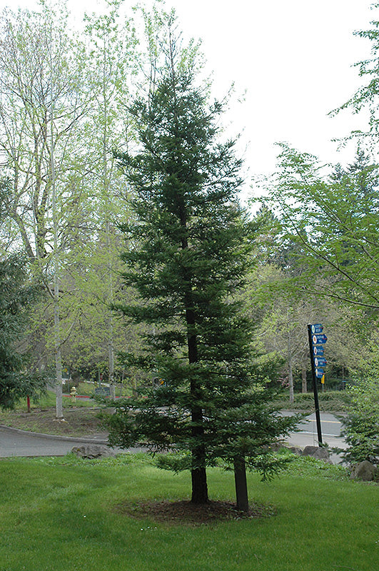 Sequoia sempervirens
