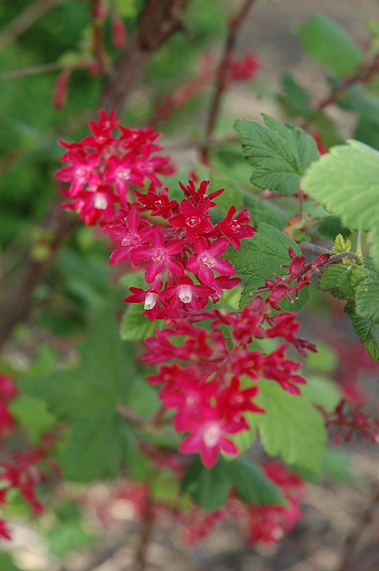 Ribes sanguineum