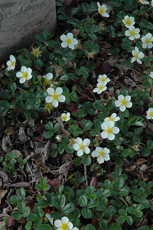 Fragaria vesca