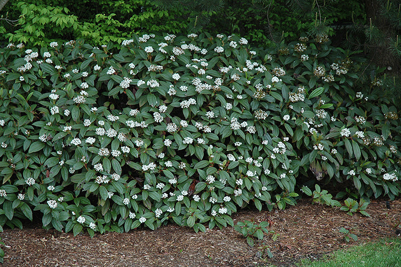 Viburnum davidii