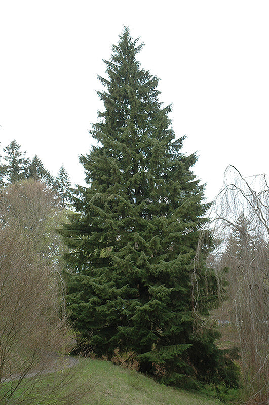 Tsuga heterophylla