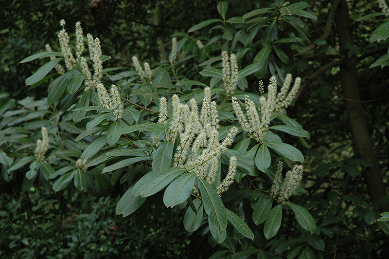 Prunus laurocerasus