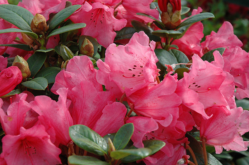 Rhododendron 'Molly Ann'