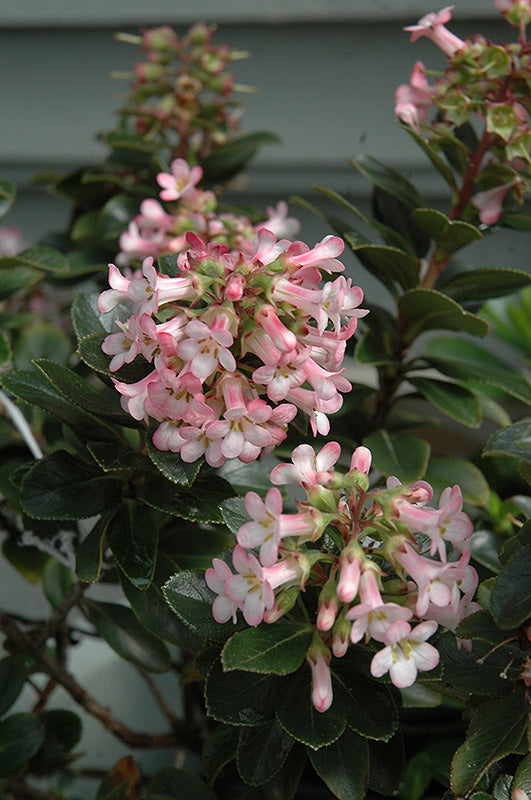 Escallonia x exoniensis 'Fradesii'