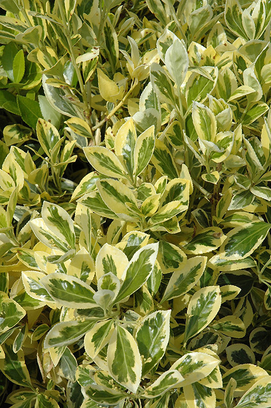 Euonymus japonicus 'Silver King'