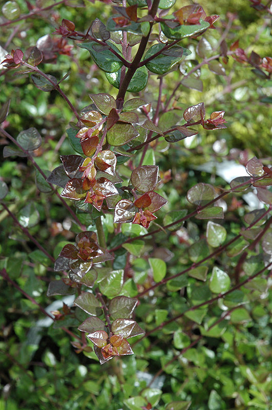 Lonicera nitida 'Red Tips'