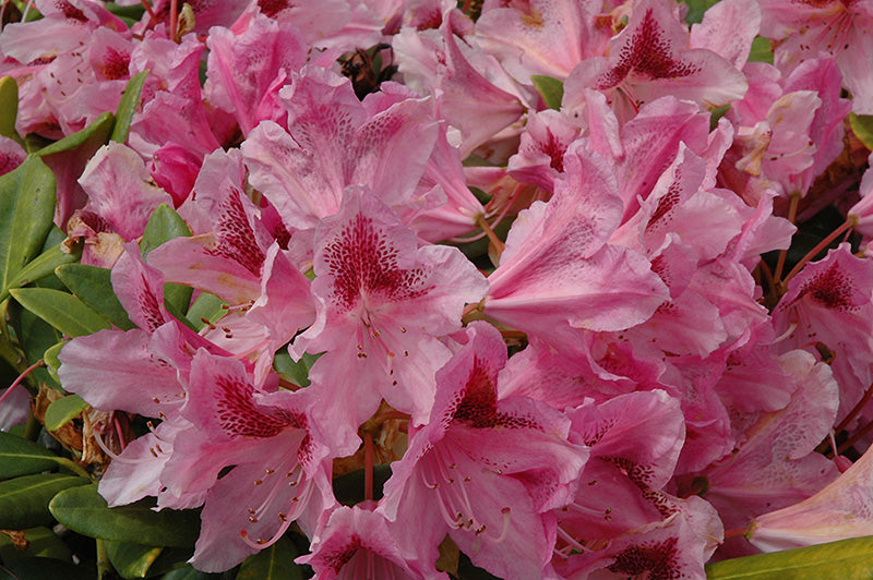 Rhododendron 'Cosmopolitan'