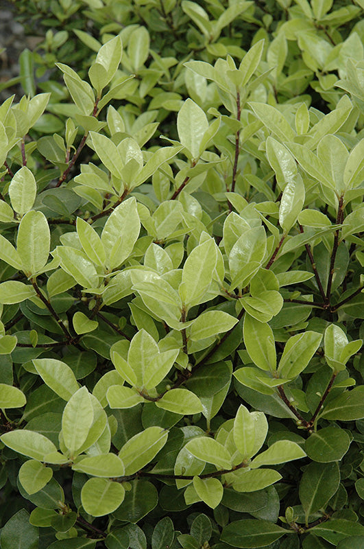 Pittosporum 'Golf Ball'