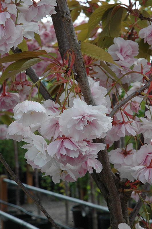 Prunus serrulata 'Shirofugen'