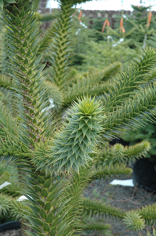 Araucaria auracana