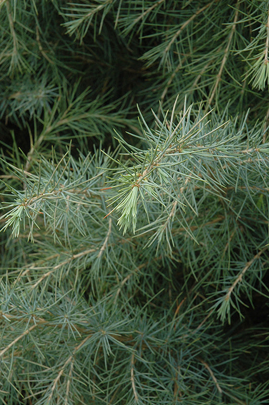 Cedrus deodora