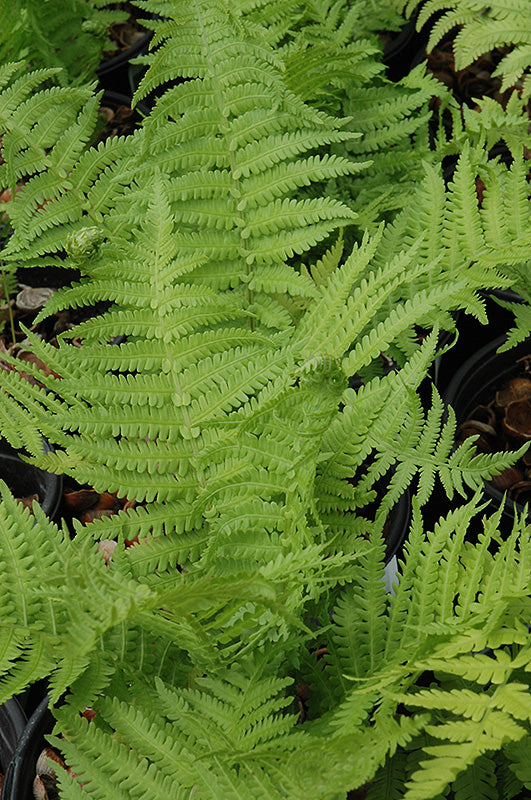 Matteuccia struthiopteris 'The King'