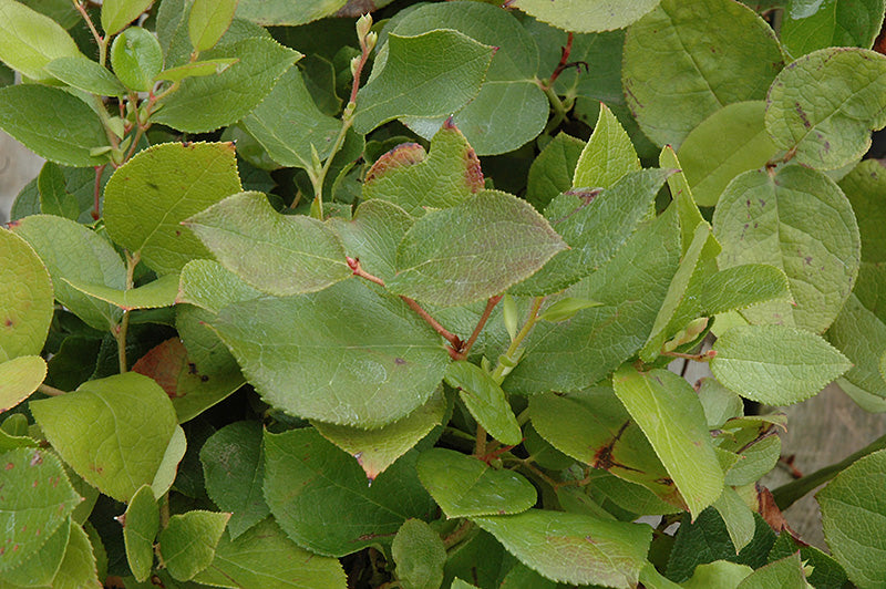 Gaultheria shallon