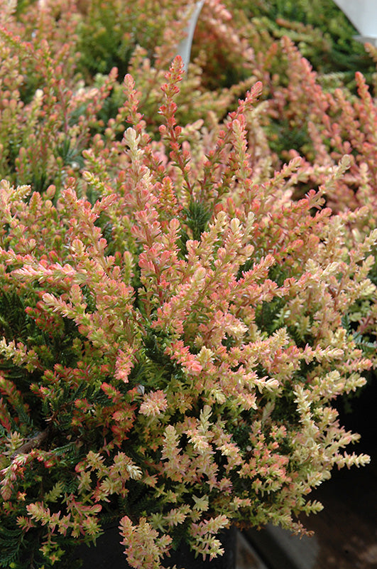 Calluna vulgaris 'Spring Torch' – Green Thumb Garden Centre