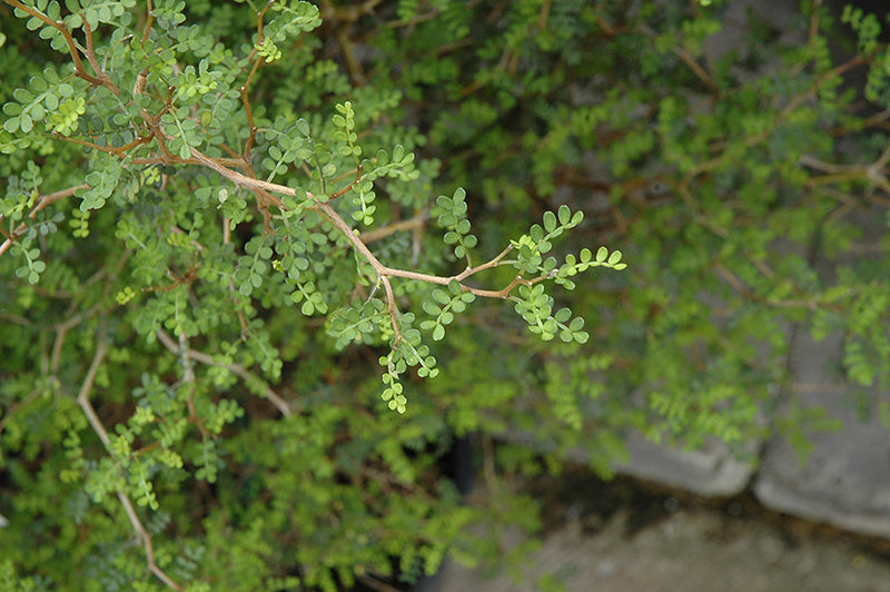 Sophora 'Little Baby'