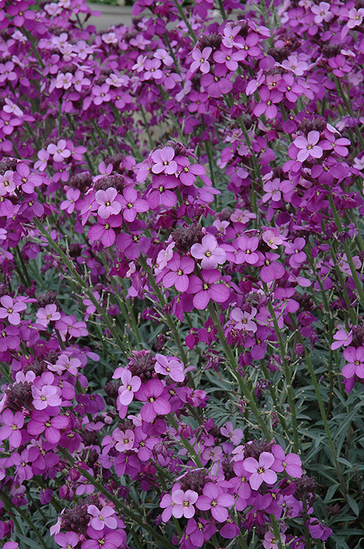 Erysimum 'Bowles Mauve'