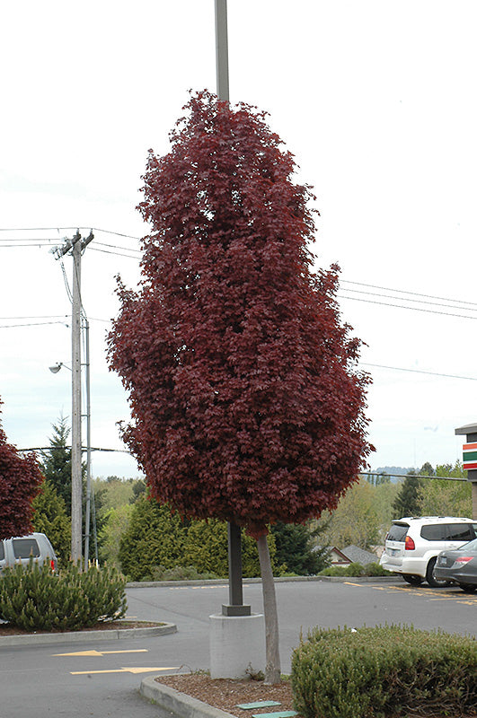 Acer platanoides 'Crimson Sentry'